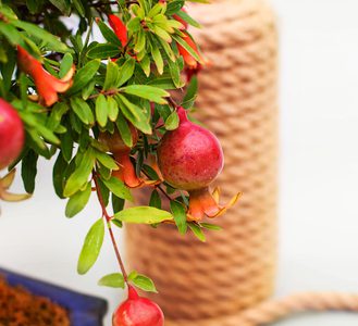 Come curare un bonsai di melograno?