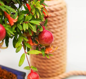 Come curare un bonsai di melograno