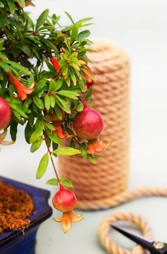 Come curare un bonsai di melograno