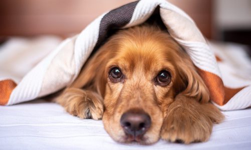 Come gestire la diarrea e i problemi di stomaco nel cane: consigli e rimedi utili