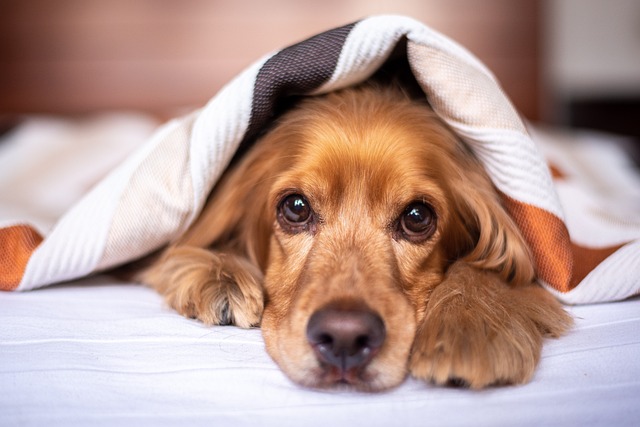Come gestire la diarrea e i problemi di stomaco nel cane: consigli e rimedi utili