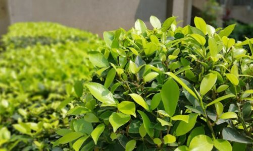 Gli arbusti migliori per siepi e bordure decorative