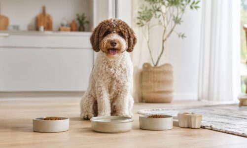 Cane con stomaco delicato: alimentazione, peso e abitudini da osservare